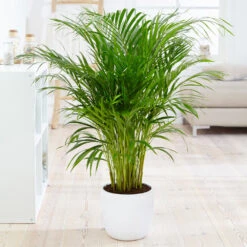 Boho House Plant Kit -Plant Sales Store Areca Palm 4 FGT fcbe875e 49cd 4b51 b093 6501553ebaf3