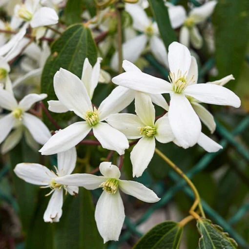 Armandii Snowdrift Clematis -Plant Sales Store Armondii Clematis FGT 600x600 c5009805 b21d 4f1c 9ab4 739096810d61