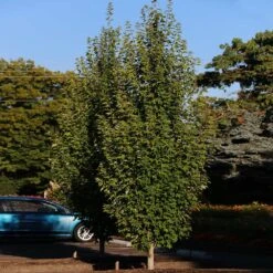 Armstrong Gold® Maple 9 Armstrong Gold® Maple -Plant Sales Store Armstrong Gold 3