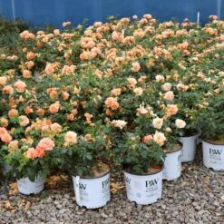 At Last® Rose -Plant Sales Store At Last Rose 1
