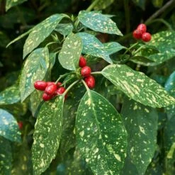 Japanese Gold Dust Aucuba Shrub 5 Japanese Gold Dust Aucuba Shrub -Plant Sales Store Aucuba Japonica Gold Dust 2 FGT