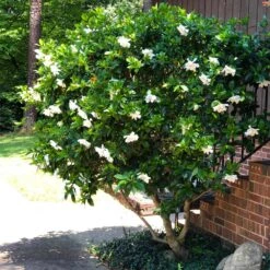 August Beauty Gardenia Shrub -Plant Sales Store August Beauty Gardenia 3 FGT
