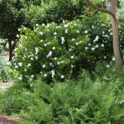 August Beauty Gardenia Shrub -Plant Sales Store August Beauty Gardenia 4 FGT