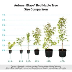 Autumn Blaze® Red Maple Tree -Plant Sales Store Autumn Blaze Red Maple Size Comparison ugc test