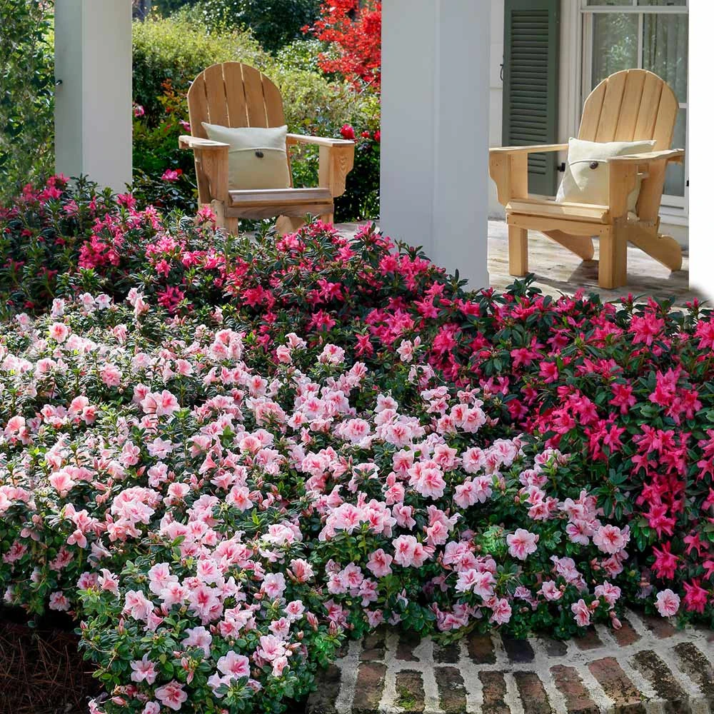 Autumn Belle® Encore® Azalea Shrub 2 Autumn Belle® Encore® Azalea Shrub - Image 2