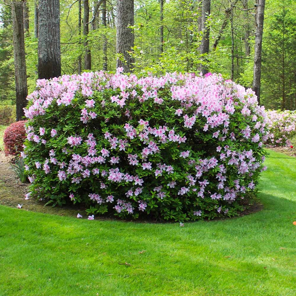 Autumn Belle® Encore® Azalea Shrub 4 Autumn Belle® Encore® Azalea Shrub - Image 4