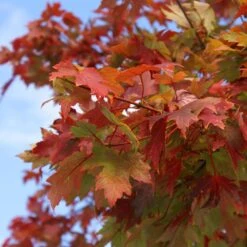 Autumn Blaze® Red Maple Tree -Plant Sales Store Autumn Blaze Maple 1 FGT 02e73945 a16c 4061 b9a0 6b4cb44f5bb6