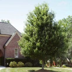 Autumn Blaze® Red Maple Tree -Plant Sales Store Autumn Blaze Maple 2 FGT