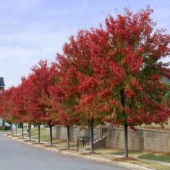 Autumn Blaze® Red Maple Tree -Plant Sales Store Autumn Blaze Maple 3 FGT