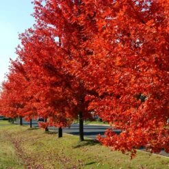 Autumn Blaze® Red Maple Tree -Plant Sales Store Autumn Blaze Maple FGT