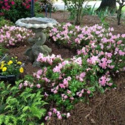 Autumn Debutante® Encore® Azalea 8 Autumn Debutante® Encore® Azalea -Plant Sales Store Autumn Debutante Encore 1