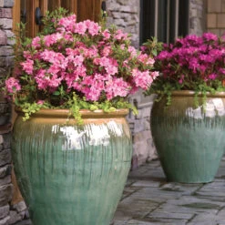Autumn Debutante® Encore® Azalea 9 Autumn Debutante® Encore® Azalea -Plant Sales Store Autumn Debutante Encore 3