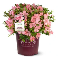 Autumn Debutante® Encore® Azalea 10 Autumn Debutante® Encore® Azalea -Plant Sales Store Autumn Debutante Encore 4