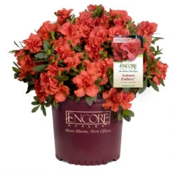 Autumn Embers® Encore® Azalea 10 Autumn Embers® Encore® Azalea -Plant Sales Store Autumn Embers Azalea 1