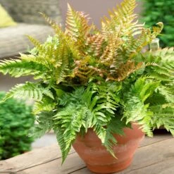 Sunset Hues House Plant Kit -Plant Sales Store Autumn Fern 1 4cb64db0 0944 4a6e a0be 5101c594c915