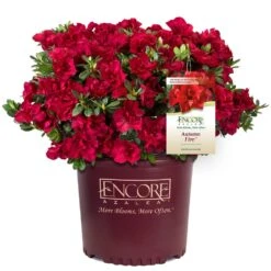 Autumn Fire® Encore® Azalea Shrub 10 Autumn Fire® Encore® Azalea Shrub -Plant Sales Store Autumn Fire Encore Azalea 1