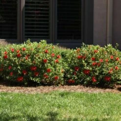 Autumn Fire® Encore® Azalea Shrub 9 Autumn Fire® Encore® Azalea Shrub -Plant Sales Store Autumn Fire Encore Azalea 6