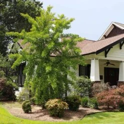 Autumn Gold Ginkgo Tree 7 Autumn Gold Ginkgo Tree -Plant Sales Store Autumn Gold Ginkgo Biloba 1 FGT