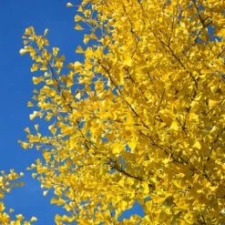 Autumn Gold Ginkgo Tree 9 Autumn Gold Ginkgo Tree -Plant Sales Store Autumn Gold Ginkgo Biloba 4 FGT