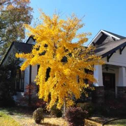 Autumn Gold Ginkgo Tree 8 Autumn Gold Ginkgo Tree -Plant Sales Store Autumn Gold Ginkgo Biloba 8