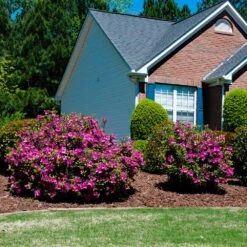 Autumn Royalty® Encore® Azalea -Plant Sales Store Autumn Royalty Encore Azalea 5