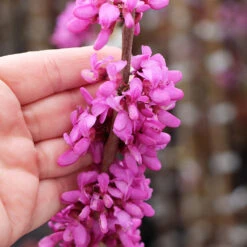 Avondale Redbud Tree -Plant Sales Store Avodale redbud 4