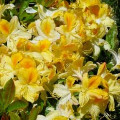 Lemon Lights Azalea Shrub -Plant Sales Store Azalea Lemon lights 1