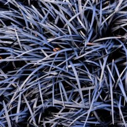 Black Mondo Grass 6 Black Mondo Grass -Plant Sales Store BLack Mondo Grass 1 FGT