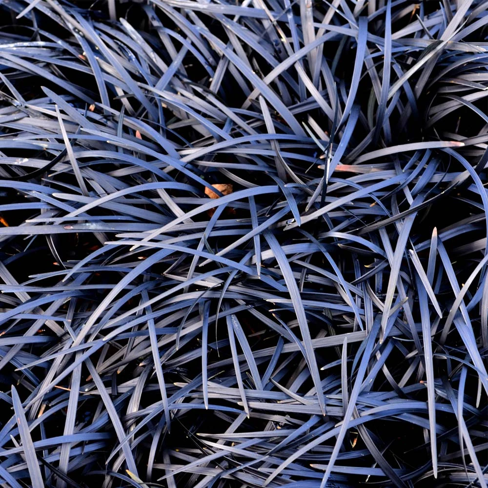 Black Mondo Grass 3 Black Mondo Grass - Image 3