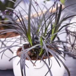 Black Mondo Grass 7 Black Mondo Grass -Plant Sales Store BLack Mondo Grass 4 FGT