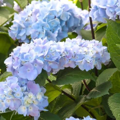 Blue Enchantress® Hydrangea 7 Blue Enchantress® Hydrangea -Plant Sales Store BLue Enchantress Hydrangea 1 BB