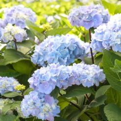 Blue Enchantress® Hydrangea 8 Blue Enchantress® Hydrangea -Plant Sales Store BLue Enchantress Hydrangea 2 FGT