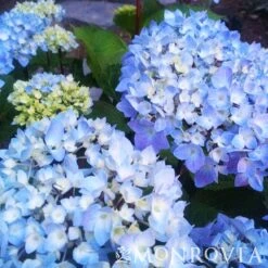 Blue Enchantress® Hydrangea 9 Blue Enchantress® Hydrangea -Plant Sales Store BLue Enchantress Hydrangea 4 FGT