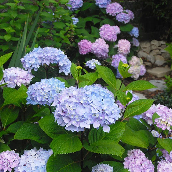 Blue Enchantress® Hydrangea 1 Blue Enchantress® Hydrangea