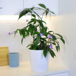 Weeping Blue Ginger Plant 6 Weeping Blue Ginger Plant -Plant Sales Store BLue Ginger 4 FGT