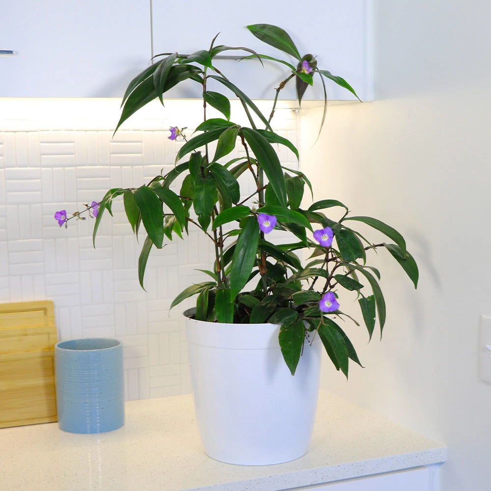 Weeping Blue Ginger Plant 3 Weeping Blue Ginger Plant - Image 3