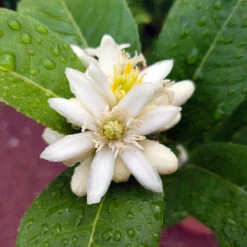 Buddha's Hand Citron Tree -Plant Sales Store BUddhas Hand Citrus 4 b5693898 6a3b 4724 b4fc 03ef34337a89