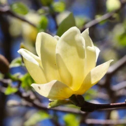 Magnolia 'Butterflies' Tree 7 Magnolia 'Butterflies' Tree -Plant Sales Store BUtterflies Magnolia 3 FGT