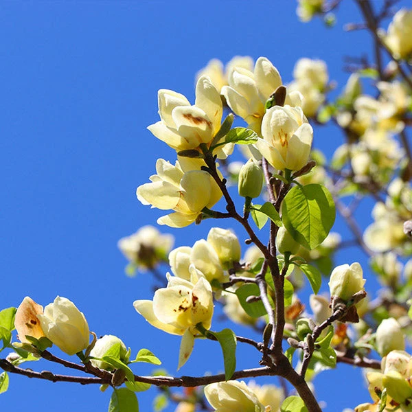 Magnolia 'Butterflies' Tree 1 Magnolia 'Butterflies' Tree