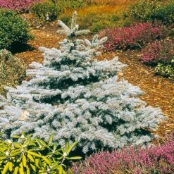 Baby Blue Spruce Tree 5 Baby Blue Spruce Tree -Plant Sales Store Baby Blue 2