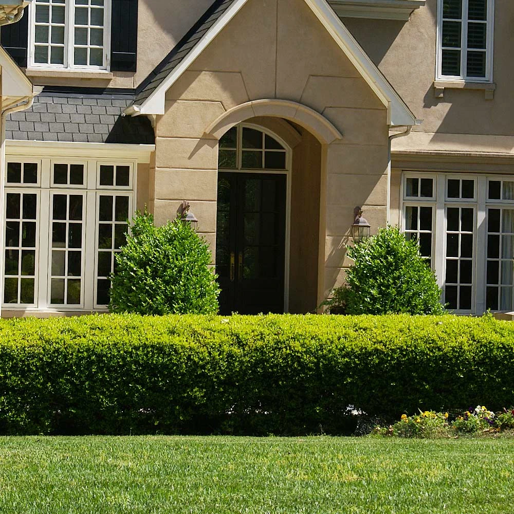 Baby Gem™ Boxwood Shrub 3 Baby Gem™ Boxwood Shrub - Image 3