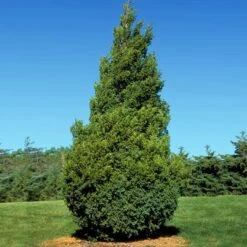 Baby Giant Arborvitae Tree