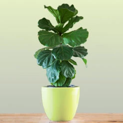 Bambino Fiddle Leaf Fig -Plant Sales Store Bambino FIddleLeafFIg 1 FGT