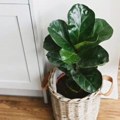 Bambino Fiddle Leaf Fig -Plant Sales Store Bambino FIddleLeafFIg 5 FGT