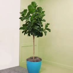 Bambino Fiddle Leaf Fig -Plant Sales Store Bambino FIddleLeafFIg 6
