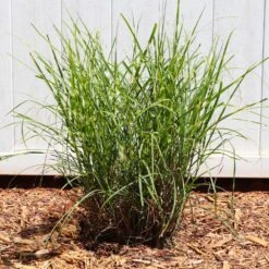 Miscanthus Bandwidth (Chinese Silver Grass) -Plant Sales Store Bandwidth Maiden Grass 4