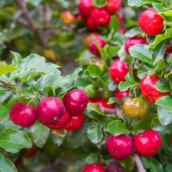 Barbados 'Acerola' Cherry 7 Barbados 'Acerola' Cherry -Plant Sales Store Barbadoes Cherry 2 FGT