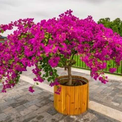 Barbara Karst Bougainvillea 18 Barbara Karst Bougainvillea -Plant Sales Store Barbera Karst Bougainvillea 5 f4868c53 9510 4e18 9d90 9065f6de5bb5