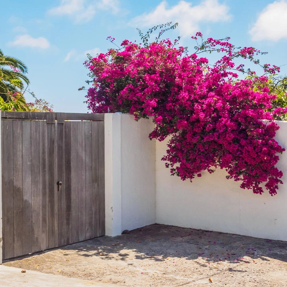 Barbara Karst Bougainvillea 5 Barbara Karst Bougainvillea - Image 5