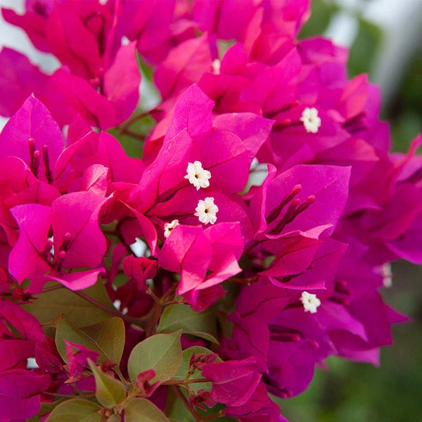 Barbara Karst Bougainvillea 1 Barbara Karst Bougainvillea